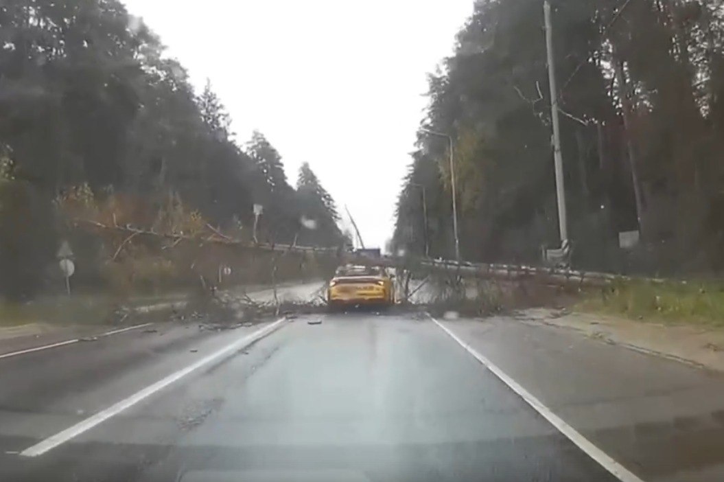 Опасный лесоповал в Одинцовском округе