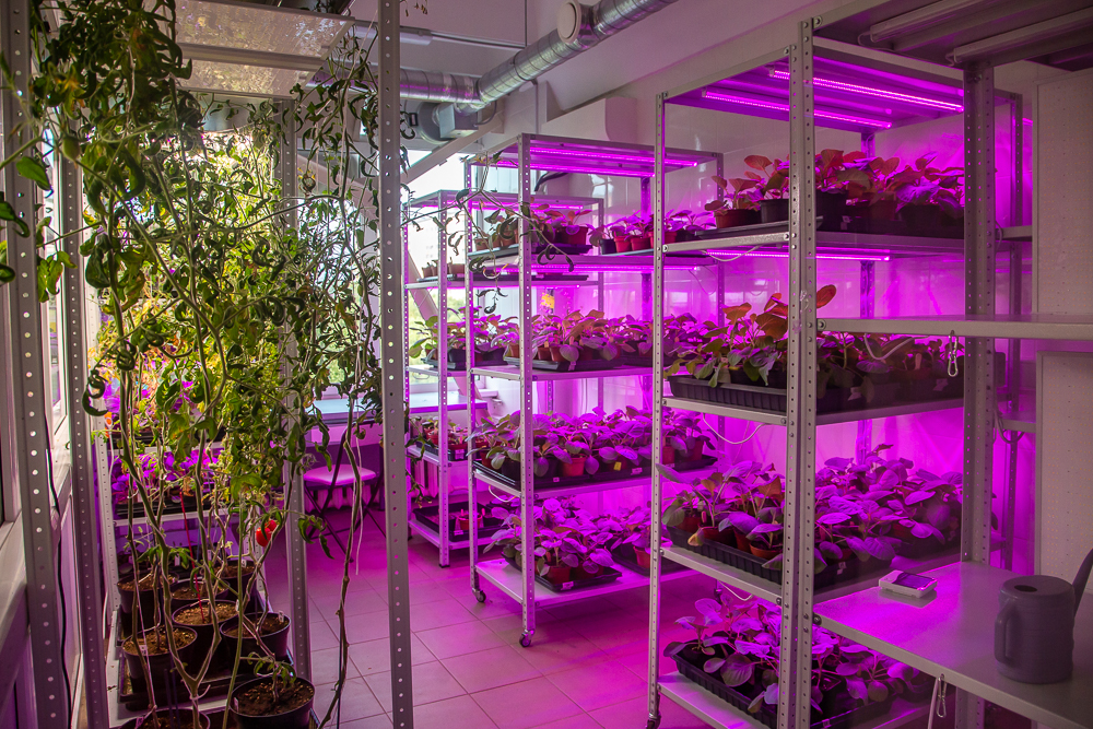 Федеральный научный центр овощеводства отмечает 105-летие