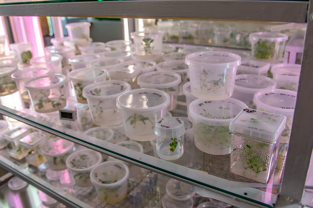 Федеральный научный центр овощеводства отмечает 105-летие