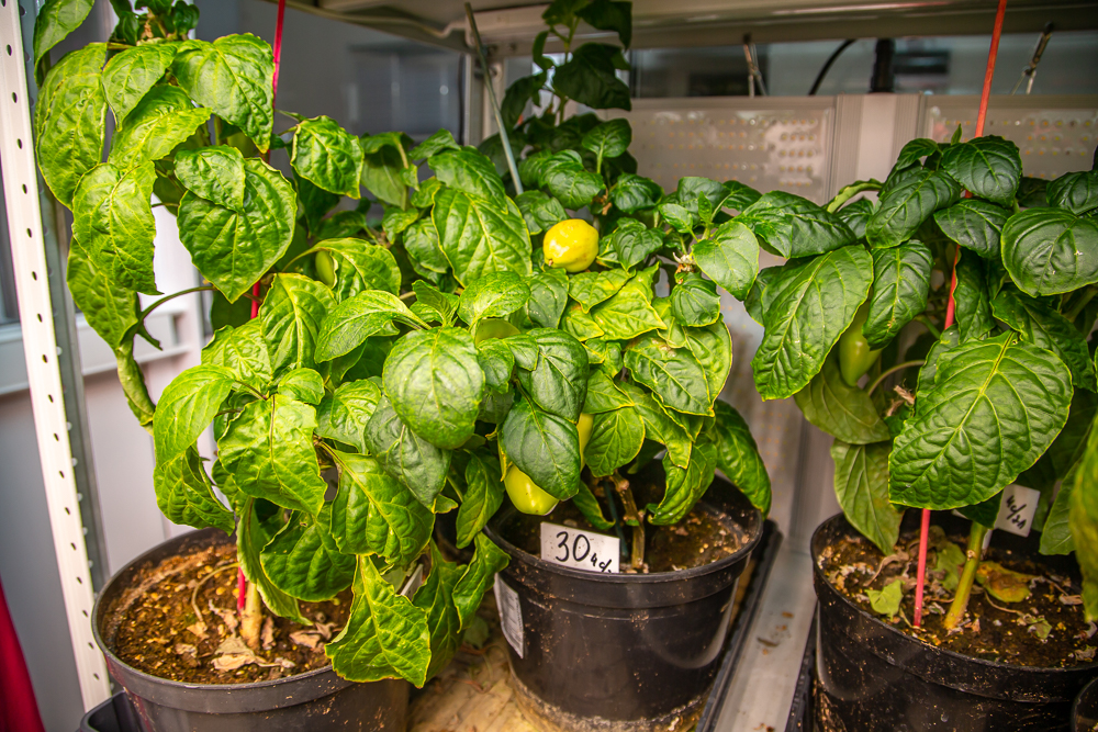 Федеральный научный центр овощеводства отмечает 105-летие