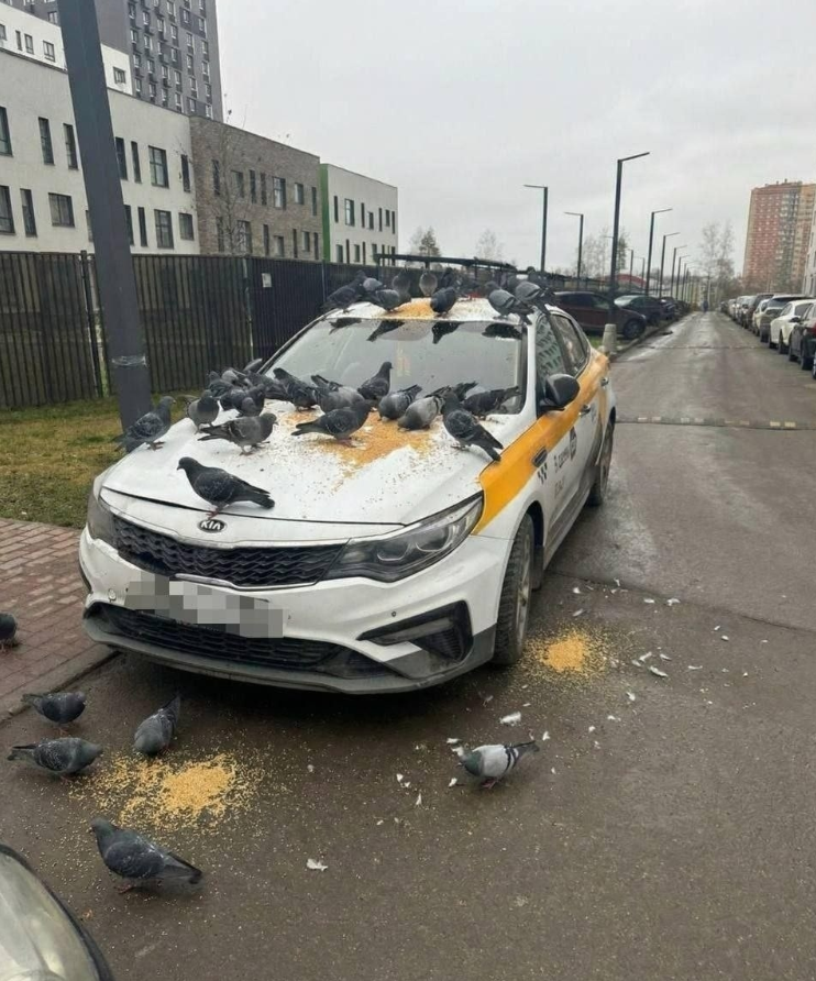 Автомобиль такси, пшено и голуби…