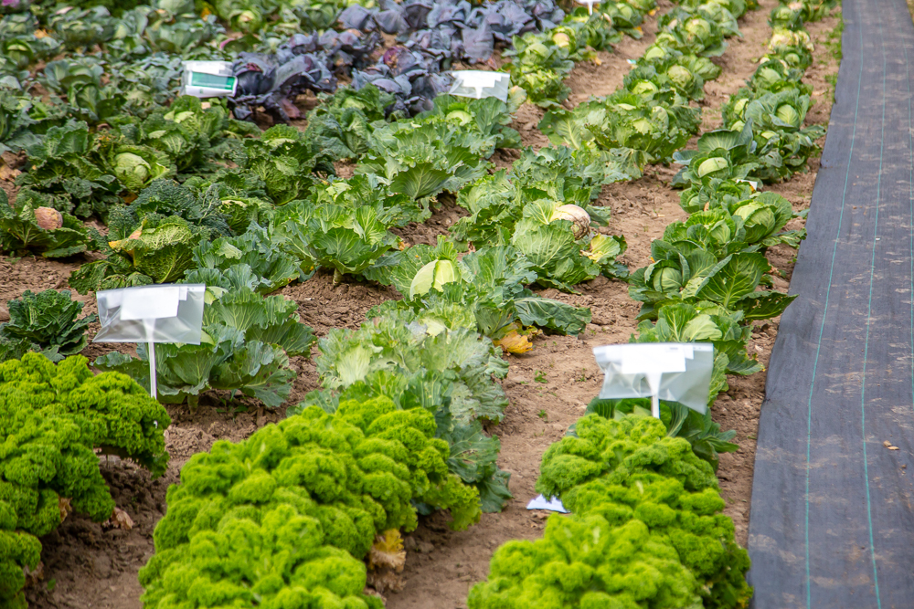 Федеральный научный центр овощеводства отмечает 105-летие