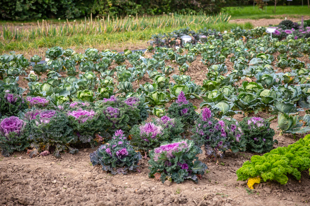 Федеральный научный центр овощеводства отмечает 105-летие