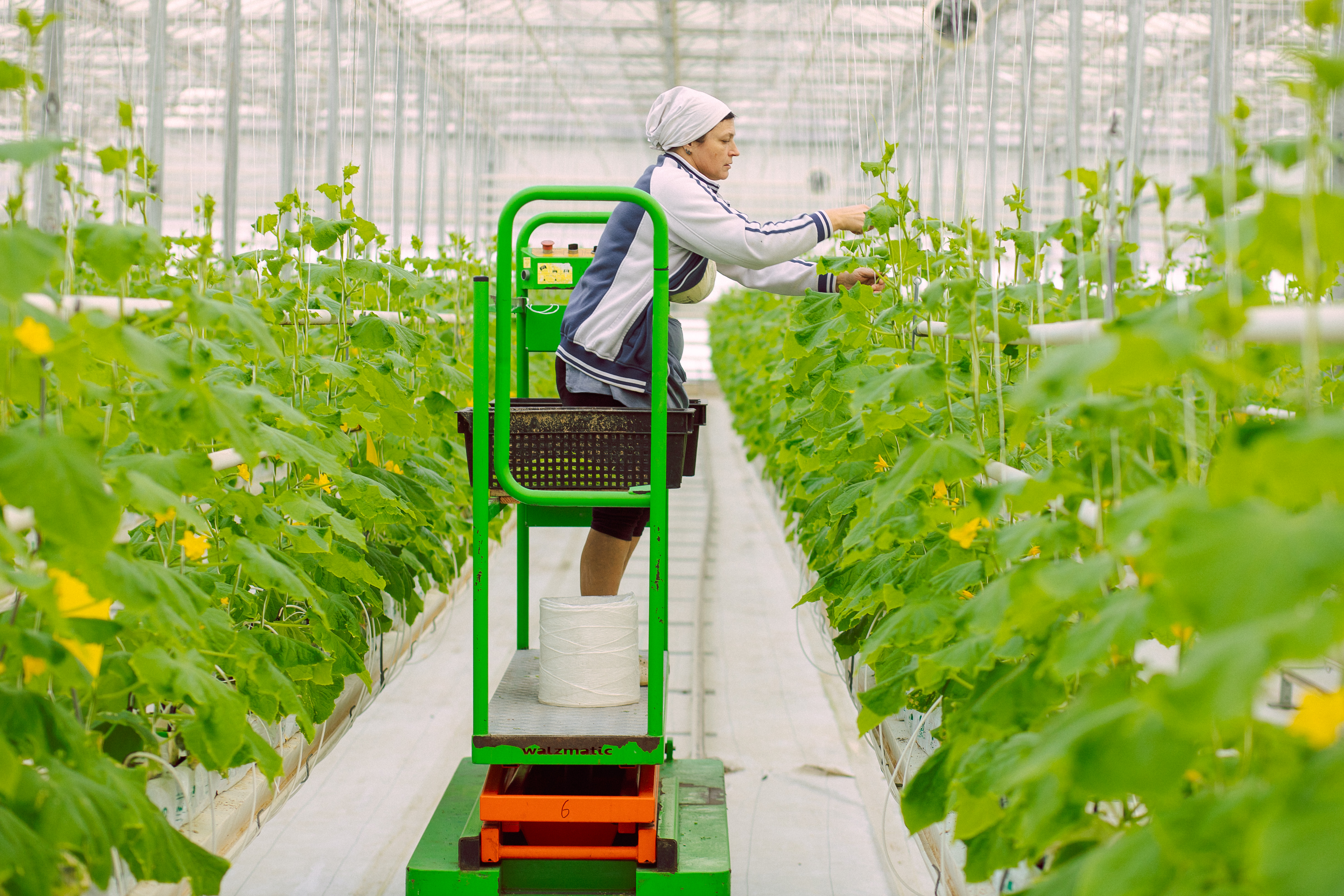 Посреди сугробов – зелёное лето с цветами и шмелями