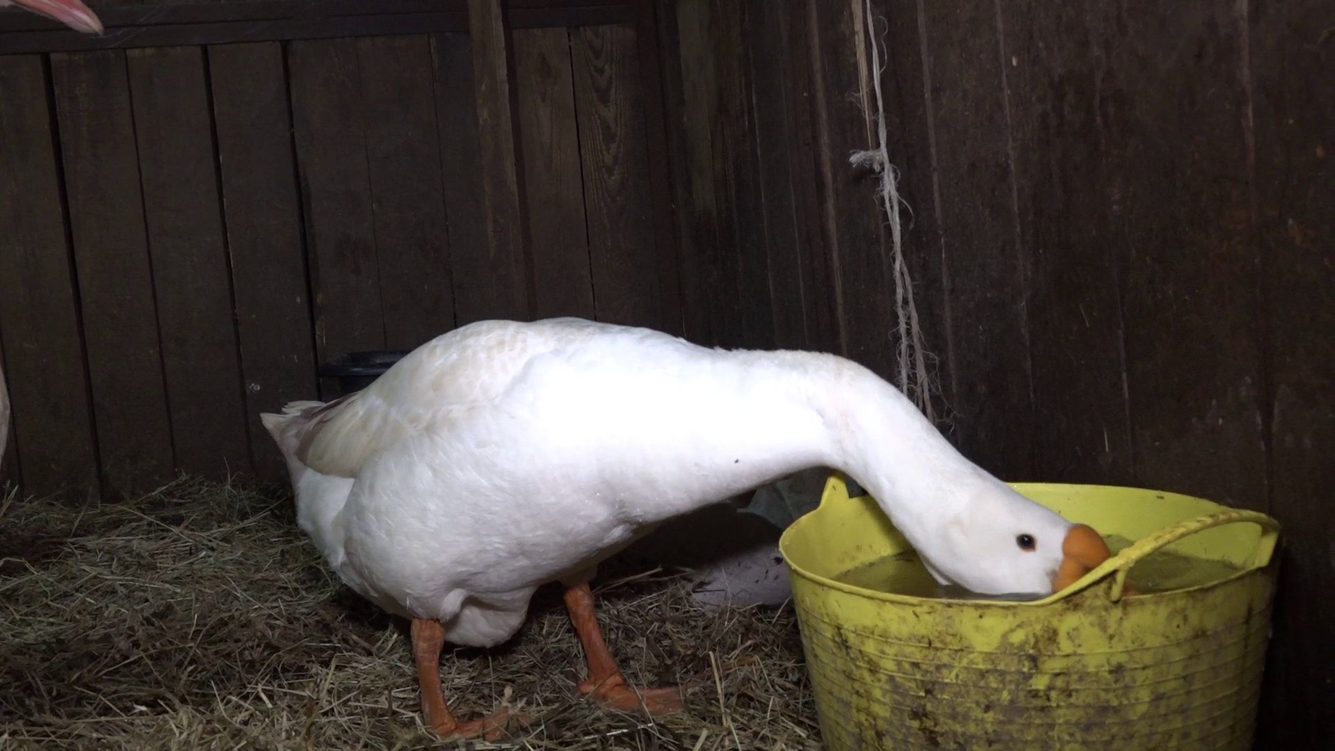 Гусиные истории