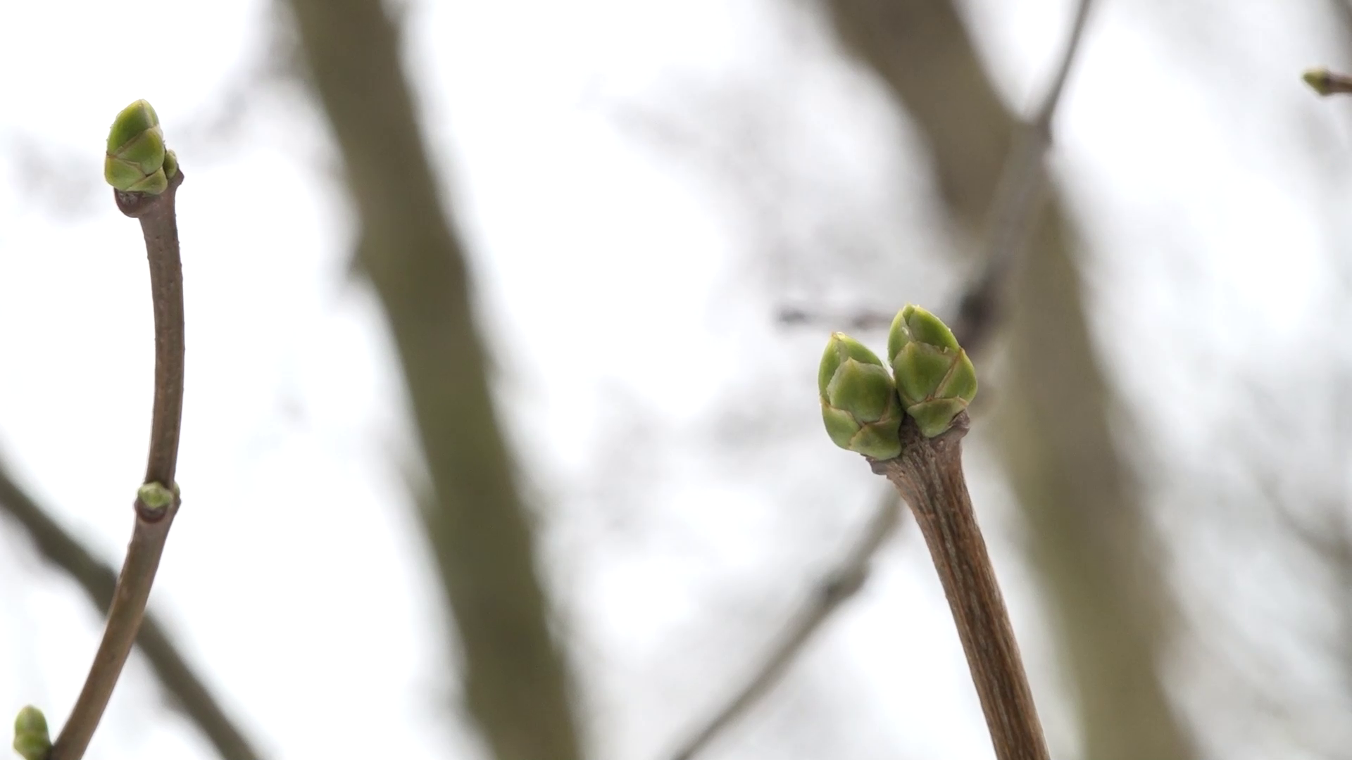 Урожаю быть?