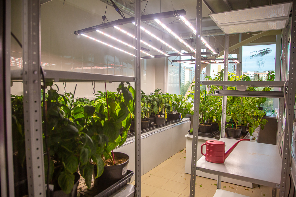 Федеральный научный центр овощеводства отмечает 105-летие