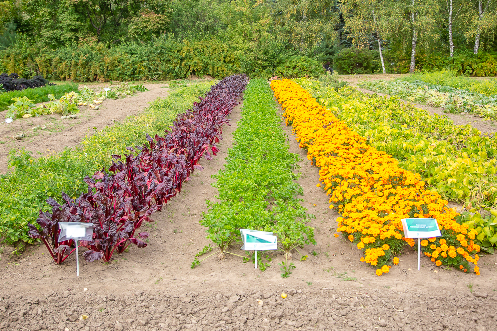 Федеральный научный центр овощеводства отмечает 105-летие