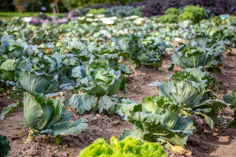 Федеральный научный центр овощеводства отмечает 105-летие