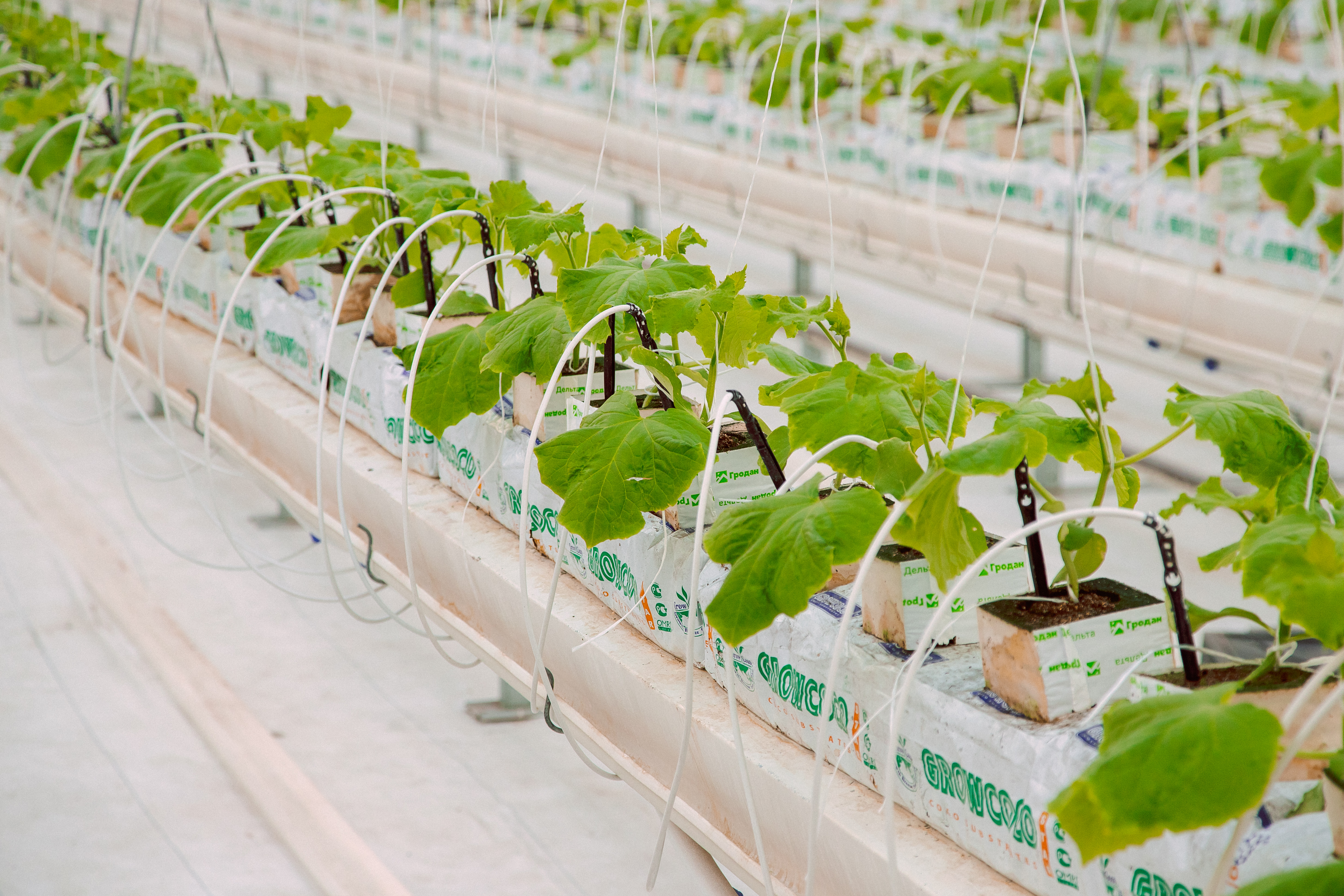 Старт огородного сезона вопреки снегам и морозам