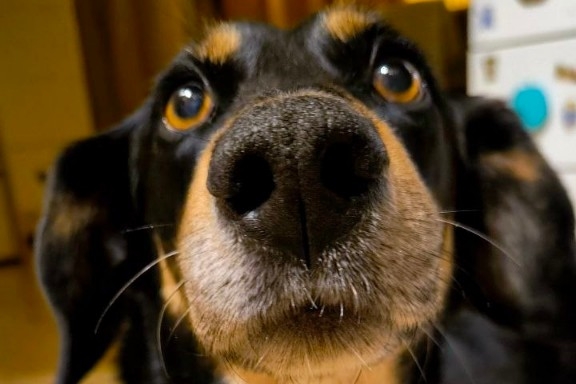 И прогулка, и прививка