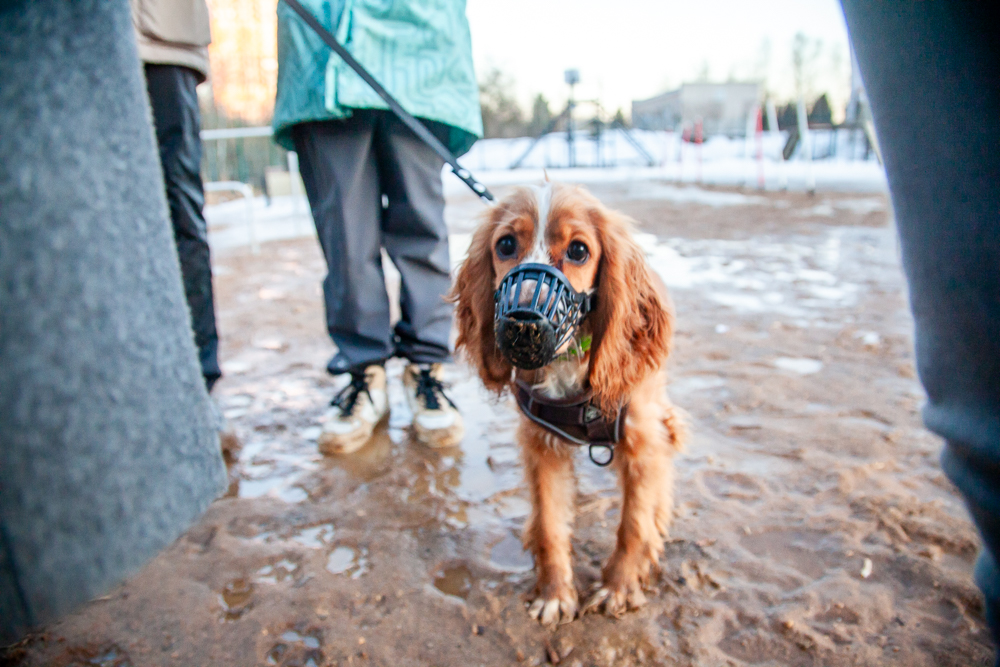 Подснежники из-под хвостов, или Каждому барбосу – по личному сапёру