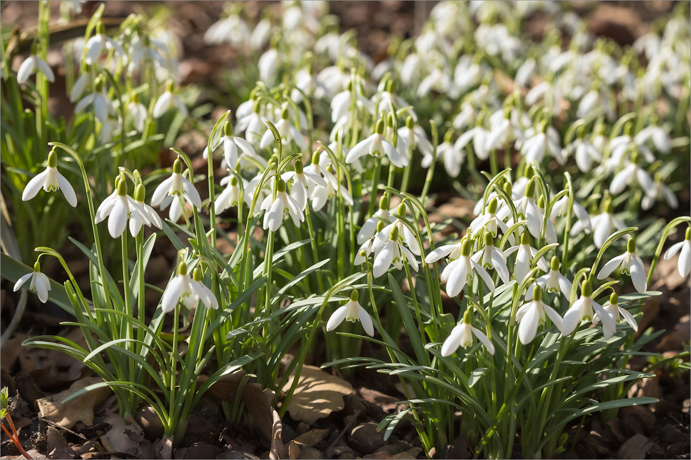 Дорогие первоцветы