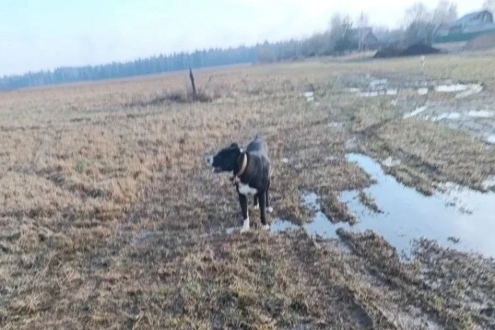 В Одинцовском округе орудует дог-банда