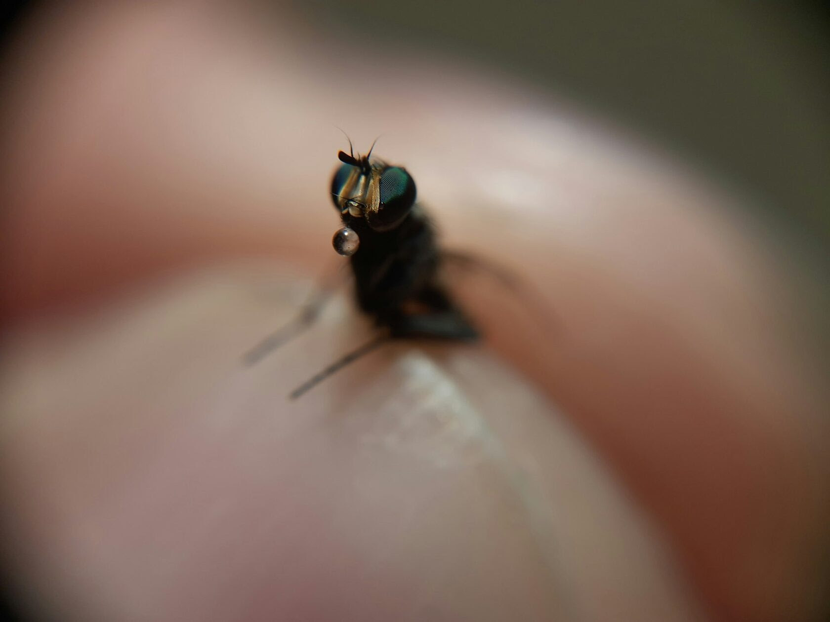Тараканы и мухи: насколько опасны и как защитить семью?