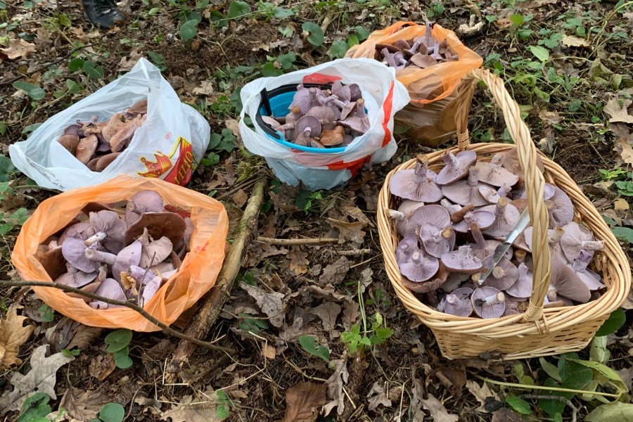 Вечером деньги – утром грибы