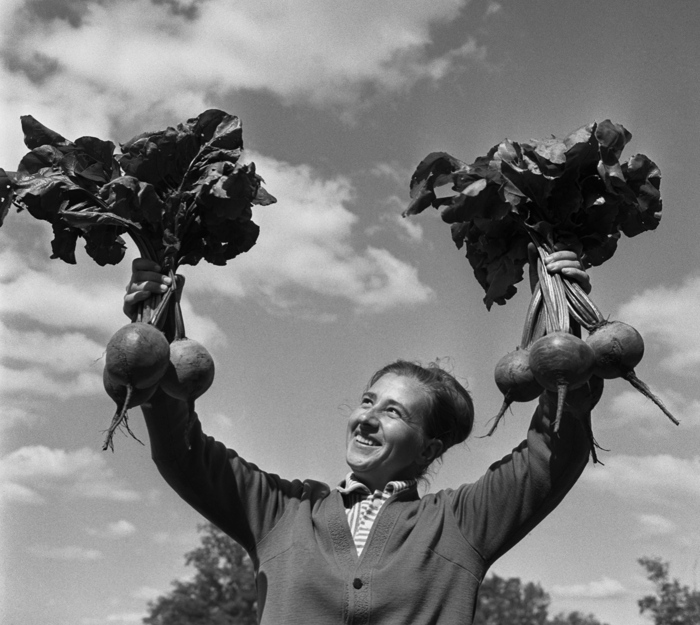 Тысяча двести и один сорт овощей за 105 лет истории ВНИИССОК