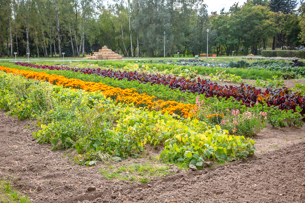 Федеральный научный центр овощеводства отмечает 105-летие