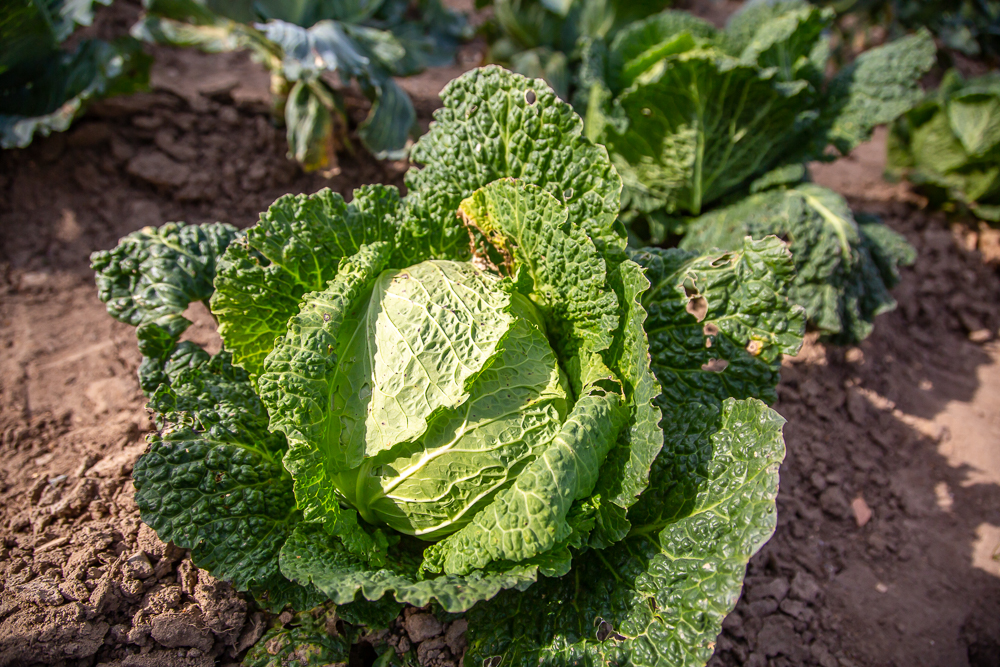 Федеральный научный центр овощеводства отмечает 105-летие