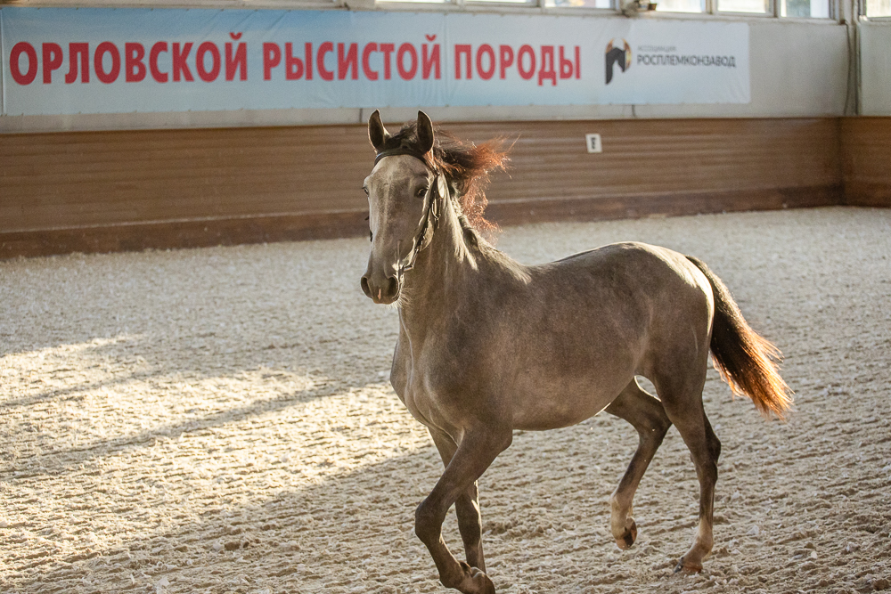 Аукцион лошадей орловской рысистой породы на МКЗ №1 в Горках-10