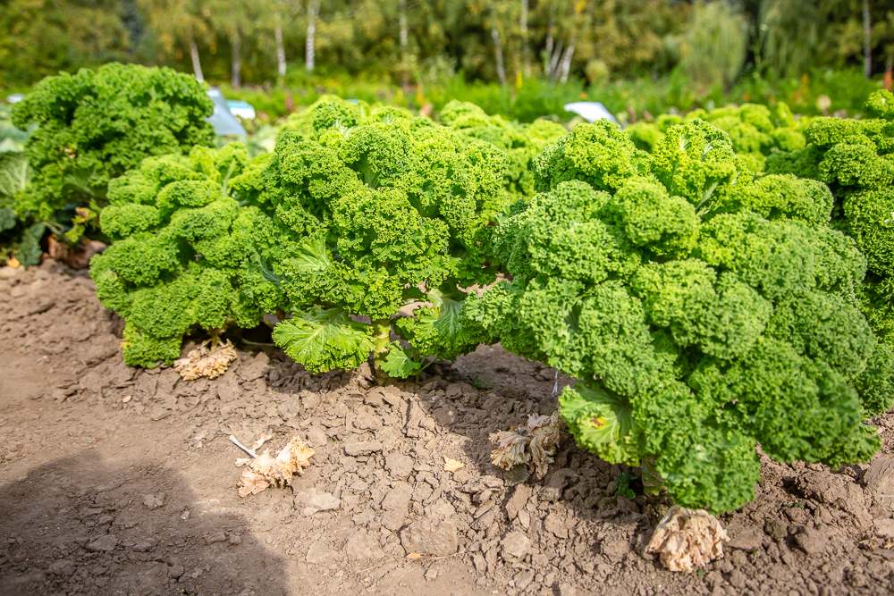 Федеральный научный центр овощеводства отмечает 105-летие