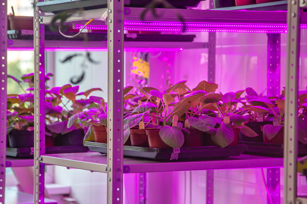 Федеральный научный центр овощеводства отмечает 105-летие