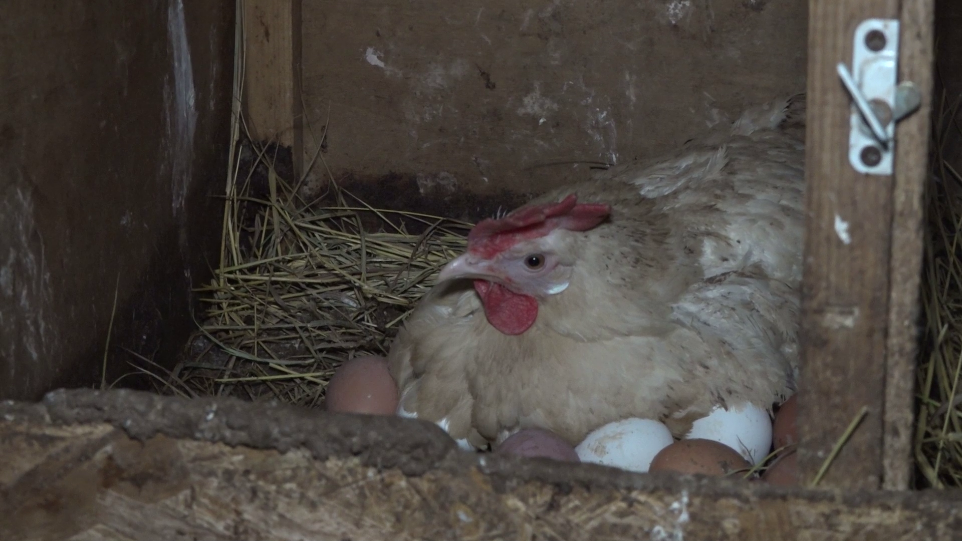 Щит из антител