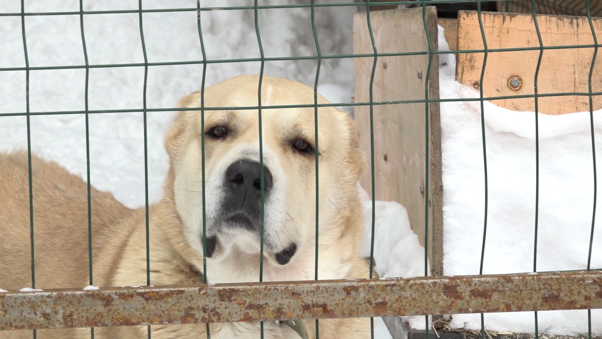 Чума в сетях