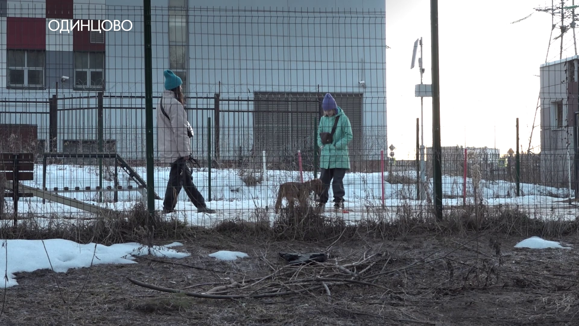 Собачьи «сюрпризы»