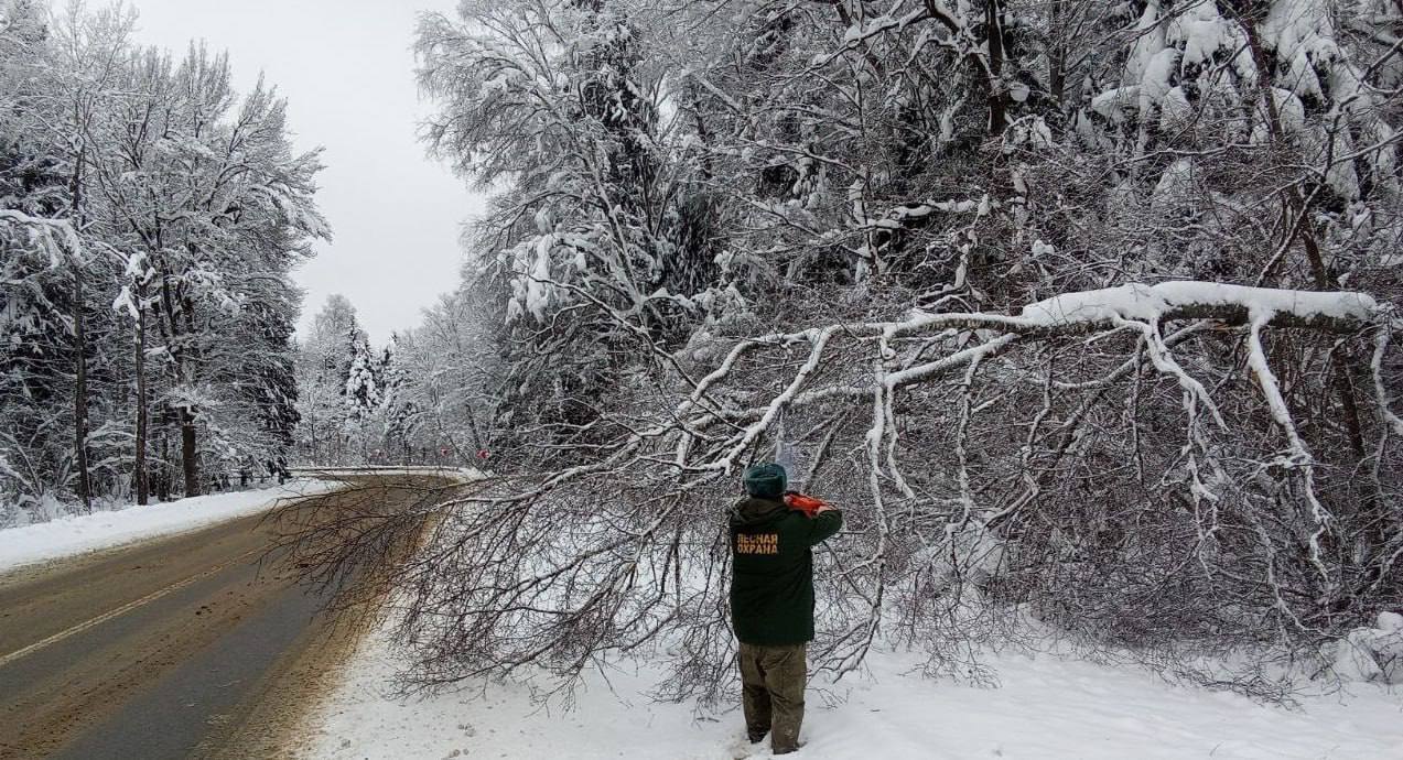 В селе Дубки Одинцовского округа после обращения жителей удалили аварийно-опасное дерево