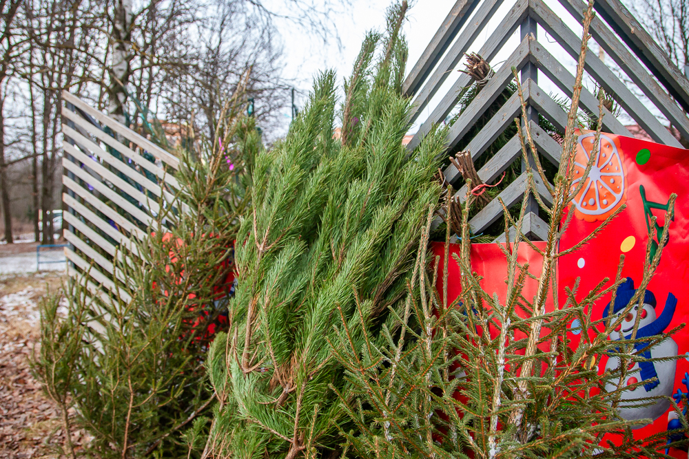 Жители Одинцовского округа могут сдать новогодние ёлки на переработку