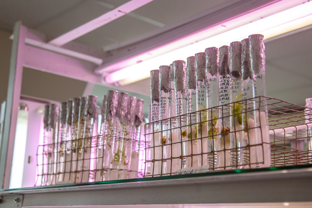 Федеральный научный центр овощеводства отмечает 105-летие