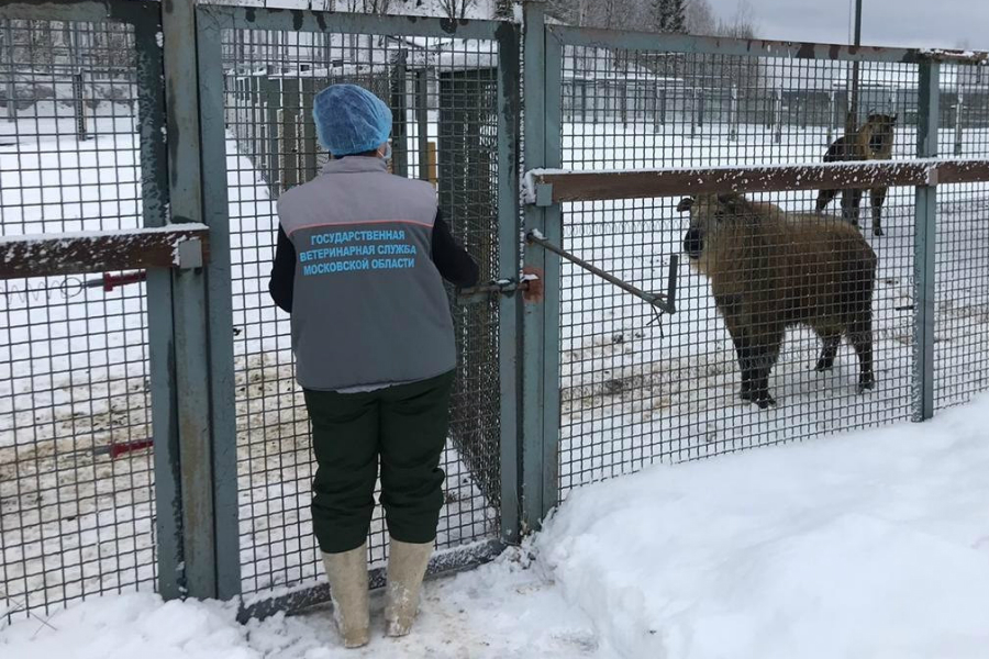 Бинтуронги, викуньи и такины: как экзотические животные проходят карантин