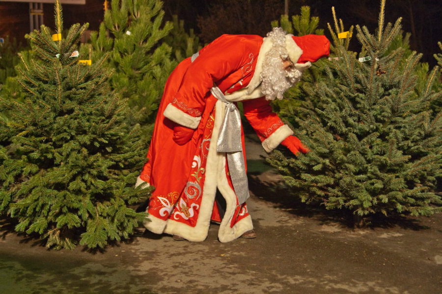 Во сколько обойдётся новогоднее дерево?
