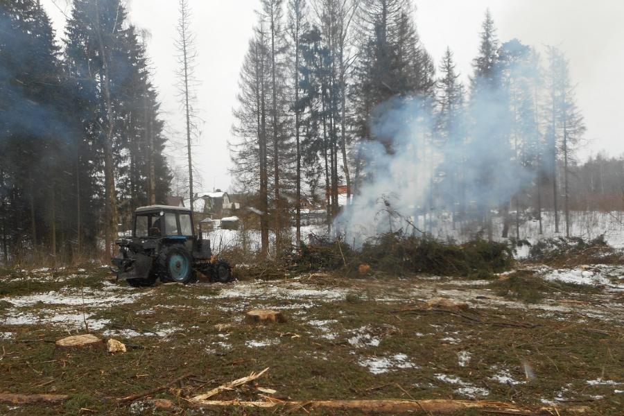 Огонь как санитар леса