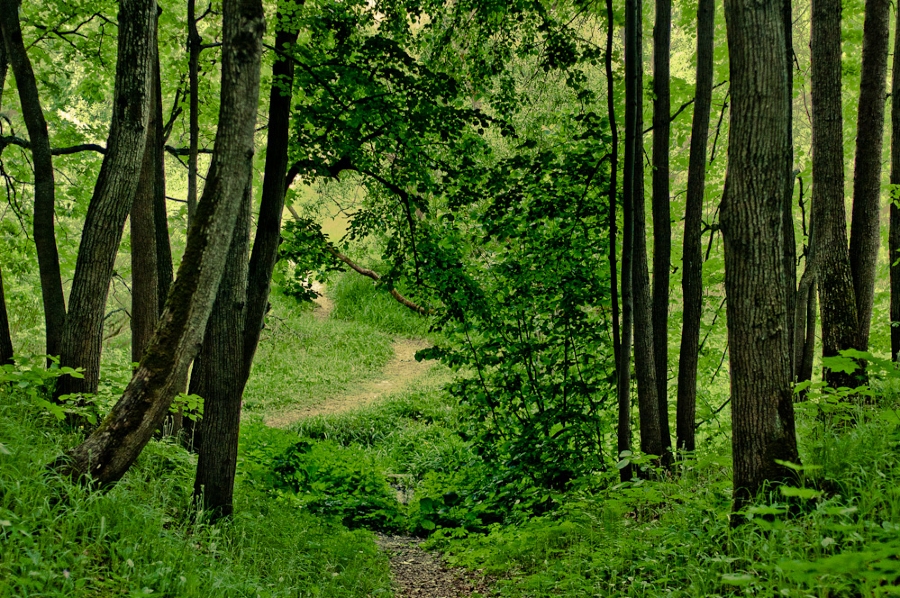 Одинцовцы активно участвуют в выборе «зелёных зон» для оцифровки