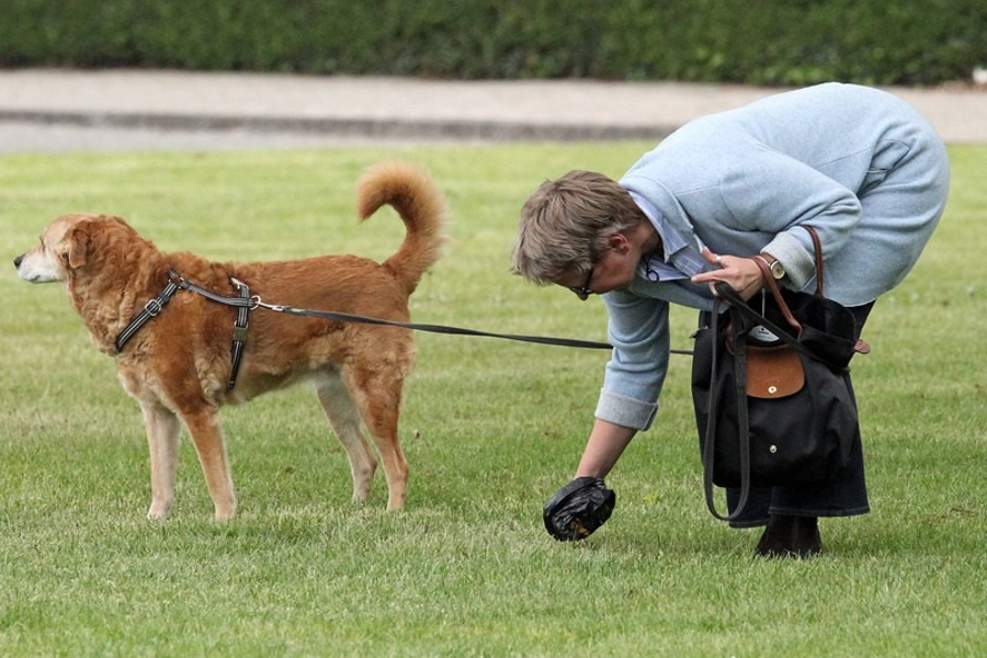Более 200 тысяч рублей заплатили жители за нарушение правил выгула собак