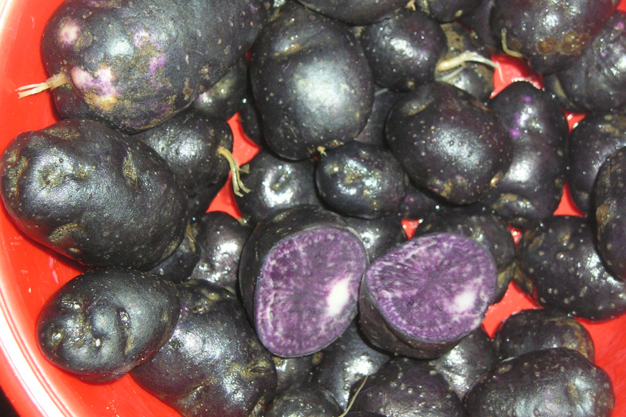 Фиолетовый картофель – что ещё за чудеса?