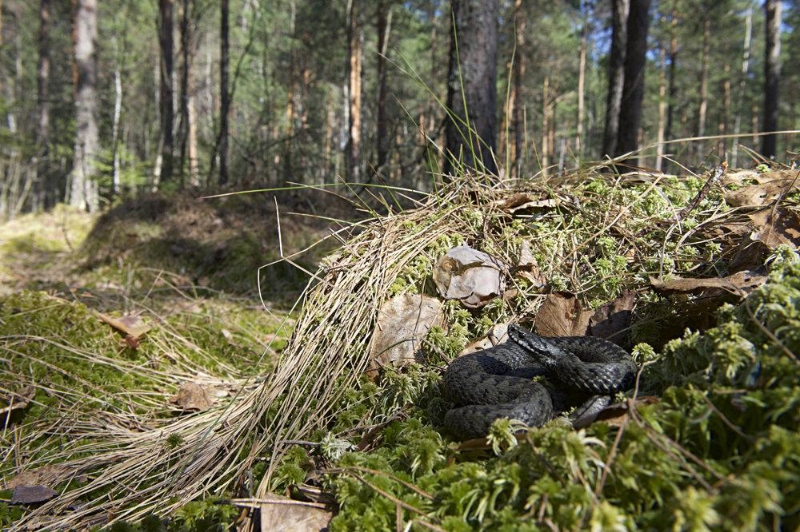 Змеи в Подмосковье: что делать, если вы увидели гадюку?