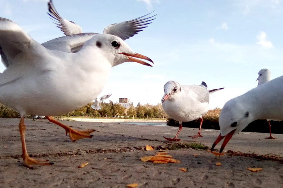 Чайки в Подмосковье признаны охотничьим ресурсом