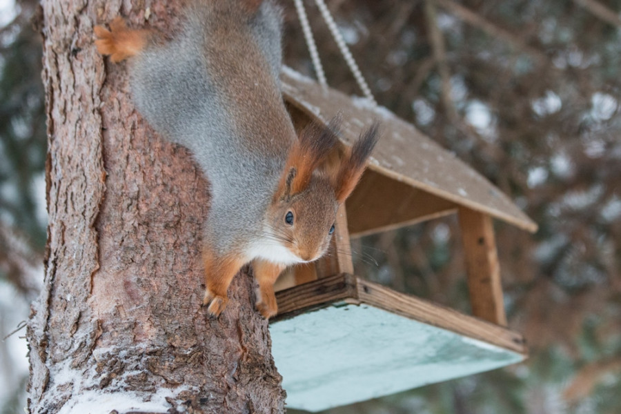 Чем можно и чем нельзя кормить белок в парках
