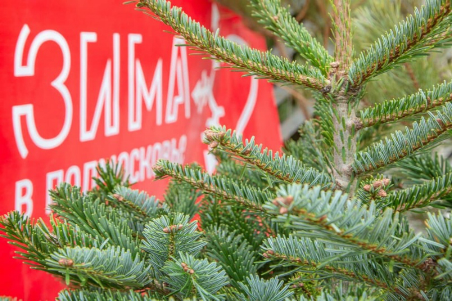 Ёлочку для праздника можно найти на интерактивной карте