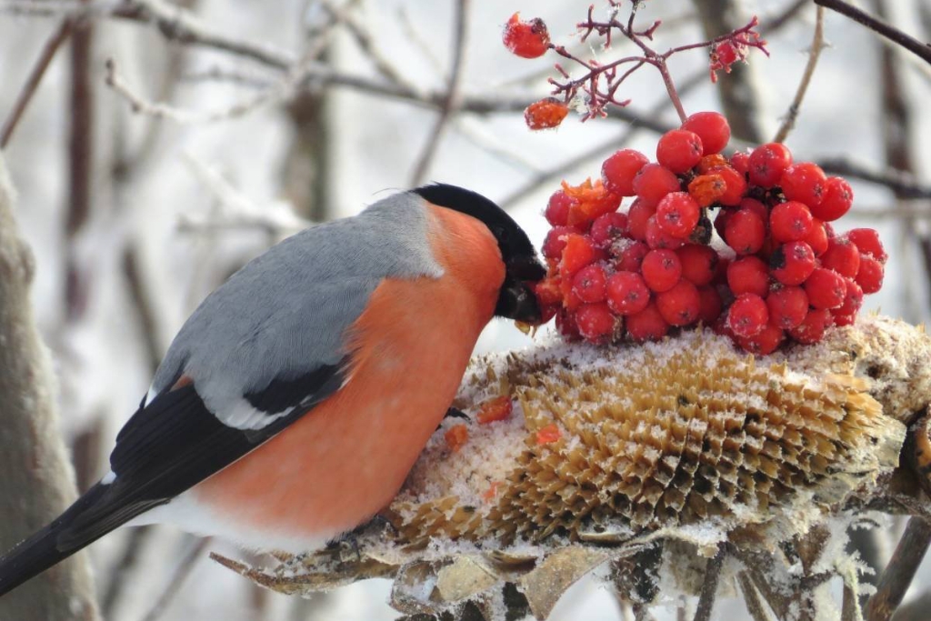 Снегирь – символ русской зимы
