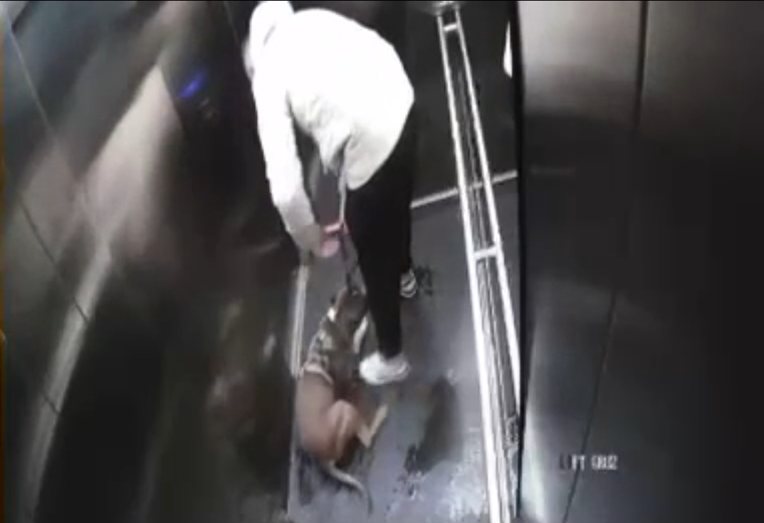 В Одинцово ищут мужчину, жестоко избившего собаку в лифте