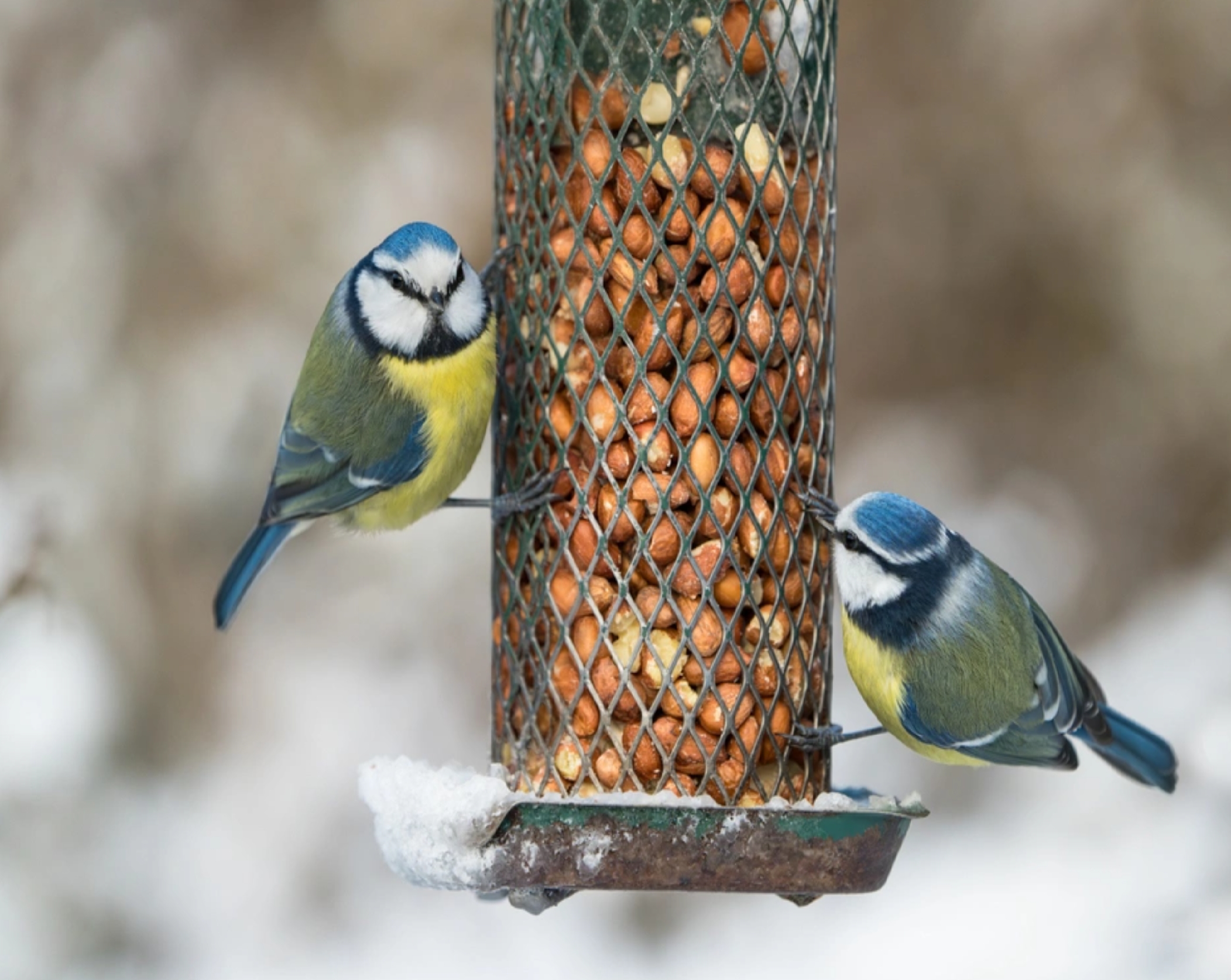 Как не убить синицу добротой: гид по птичьей диетологии для неравнодушных