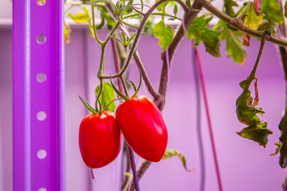 Федеральный научный центр овощеводства отмечает 105-летие