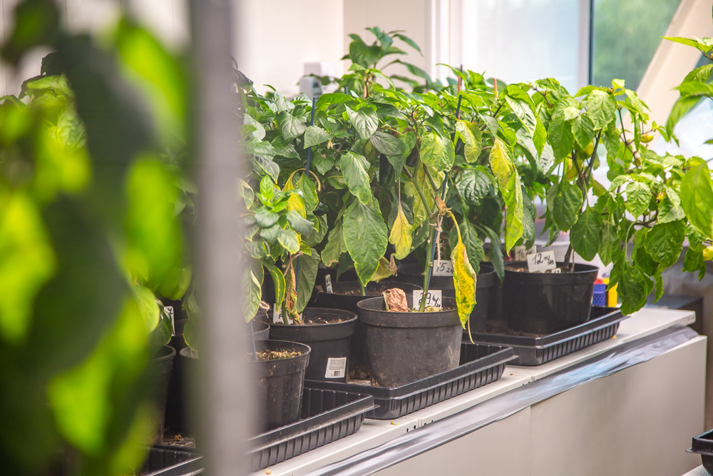 Федеральный научный центр овощеводства отмечает 105-летие