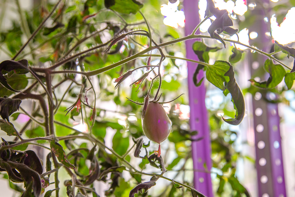 Федеральный научный центр овощеводства отмечает 105-летие