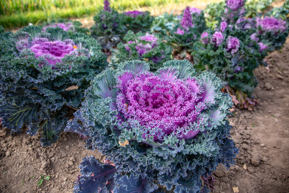 Федеральный научный центр овощеводства отмечает 105-летие