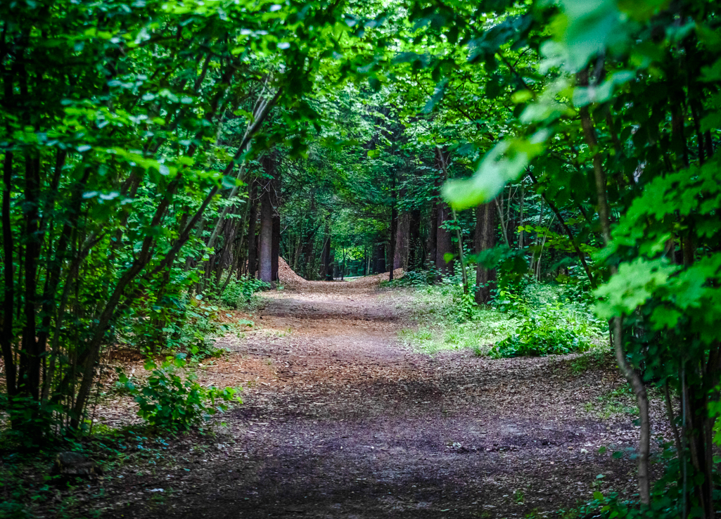 В 2026 году в Одинцовском округе расчистку лесов проведут в 34 локациях